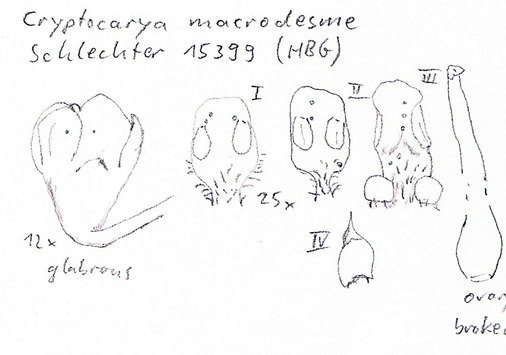 Vorschaubild Cryptocarya macrodesme Schltr.